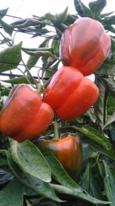 capsicum farming agribusiness plan