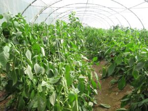 capsicum farming agribusiness plan
