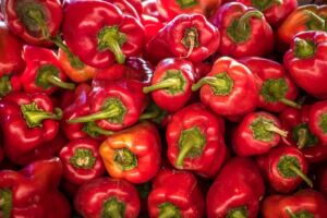 capsicum farming agribusiness plan