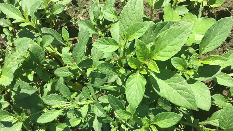 managu agribusiness plan with Ksh 20000