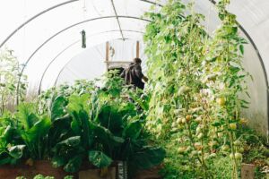 The State of Agribusiness in Kenya