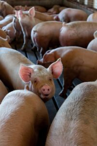 The State of Agribusiness in Kenya