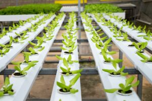 The State of Agribusiness in Kenya
