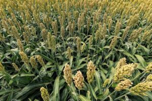 Sorghum Farming Agribusiness Plan
