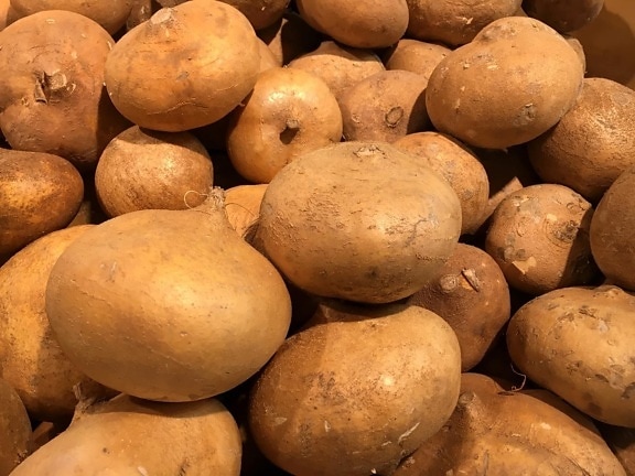 Potato farming is a business that has the potential to make or break you. If you are willing to learn how to navigate the ups and downs of the market, you can see good returns. However, if you're not careful, you can easily lose your entire investment in just a few months. Find out below how to operate a successful potato farming agribusiness in Kenya.