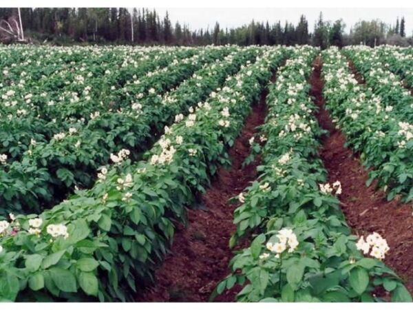 Potato Farming Agribusiness In Kenya