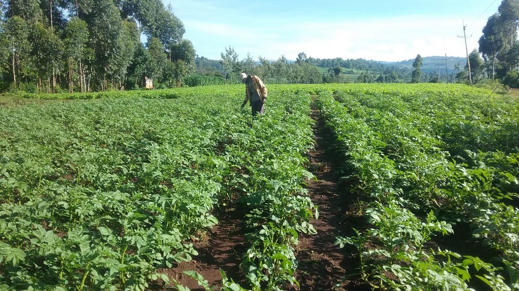 Potato Farming Agribusiness In Kenya